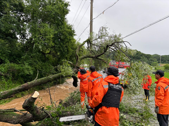 Firefighters remove a fallen tree on a road in Seosam-ri in Andong, North Gyeongsang, after heavy rain battered the region. [NORTH CHUNGCHEONG FIRE SERVICE HEADQUARTER]