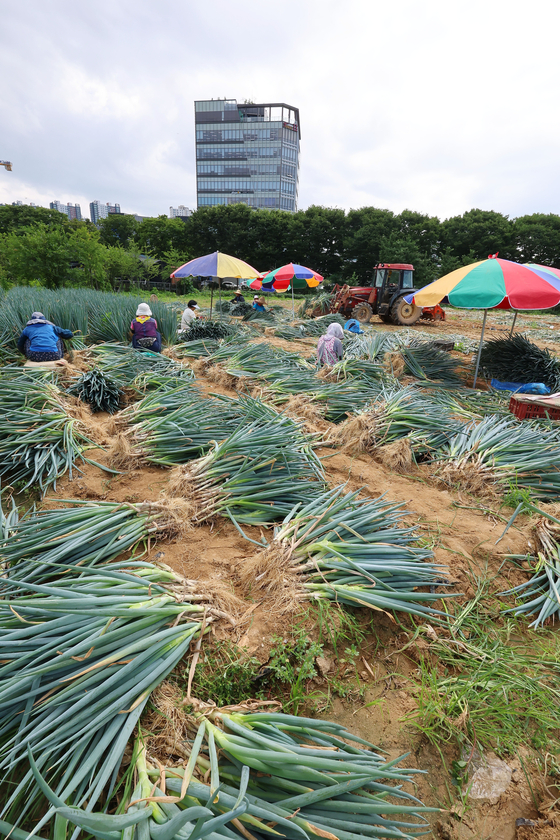 Workers pick green onions at a farm in Namdong District, Incheon, on Tuesday morning ahead of the forecast heavy rains. [YONHAP]