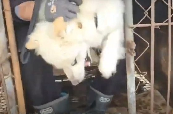 A rescue scene on April 18 at a dog farm in Gwangmyeong, Gyeonggi, broadcasted live by the Team Cat’ch Dog. [JOONGANG ILBO]