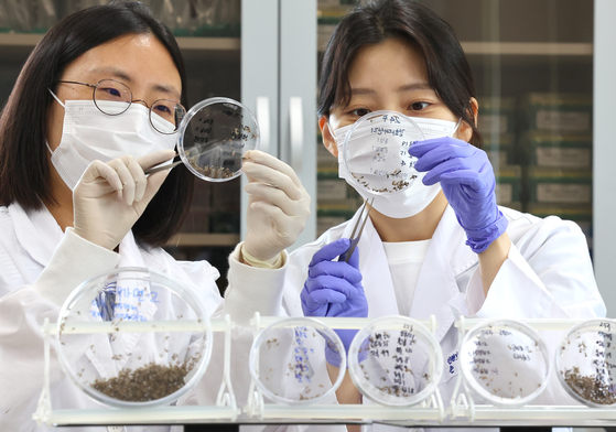 Researchers sort mosquitoes at the Incheon Metropolitan City Institute of Health and Environment in Jung District, Incheon, on June 27. The first case of malaria of the season was reported in Incheon on the same day. [YONHAP]