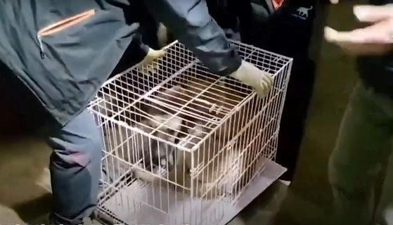 A dog is seen encased in a metal cage ready to be transported during a rescue operation on April 18 in Gwangmyeong, Gyeonggi, broadcast live by Team Cat’ch Dog. [JOONGANG ILBO]