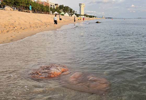 A large Nomura's jellyfish is seen swimming near the shoreline of Gyeongpo Beach in Gangneung, Gangwon, carried by the waves on Wednesday amidst a recent spate of jellyfish sting incidents on East Coast beaches. [YONHAP]