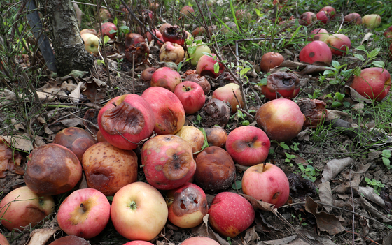 Rotten apples litter the ground at an apple orchard in Miryang, South Gyeongsang, on September 11, 2023. [NEWS1]