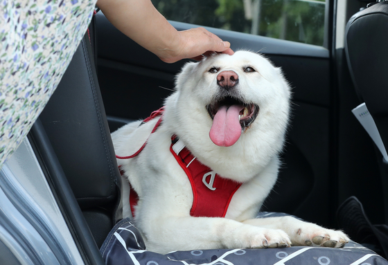 A dog rides a car after taking a walk with its owner in World Cup Park in Mapo District, western Seoul, on Sunday. [NEWS1]