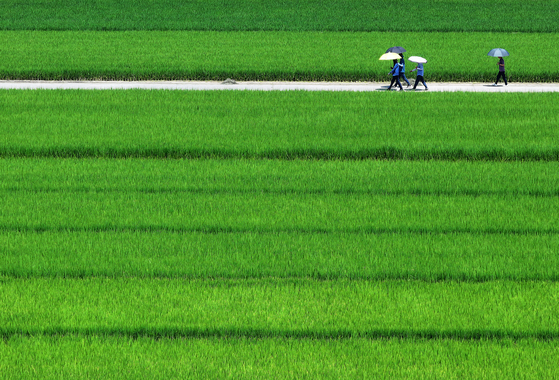 People carrying parasols walk along farmland in Buk District, Daegu, on Tuesday, amid an ongoing heat wave across the nation. [YONHAP]