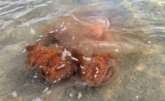 Jellyfish swims near Gyeongpo Beach in Gangneung, Gangwon, on July 22. [YONHAP] 