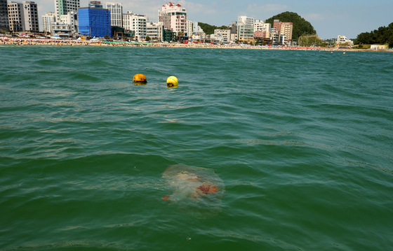 Jellyfish float near Songjeong Beach in Haeundae, Busan, on Aug. 1. [YONHAP]