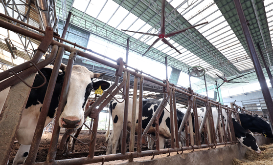 Cows stay cool with a large fan installed on the roof of a farm in Hwaseong, Gyeonggi, on Sunday. [NEWS1]