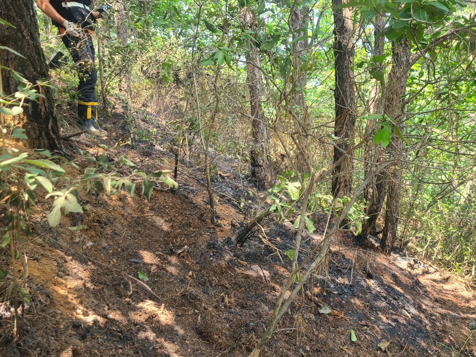 A wildfire broke out around 11:45 a.m. on Monday in a forested area in Paju, Gyeonggi Province, where a North Korean trash-carrying balloon was discovered. [KOREA FOREST SERVICE]