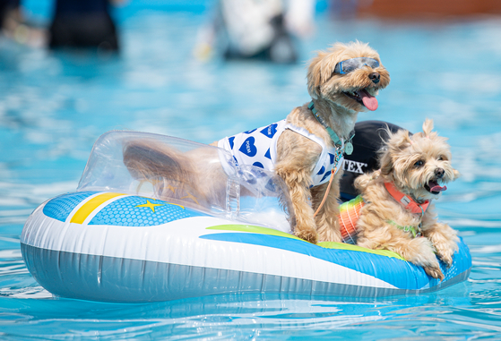 Dogs ride on a tube at the Haha Hoho Water Park located in the Olympic Park in Songpa District, eastern Seoul, on Sunday. Seoul recorded its 28th consecutive tropical night on Sunday, the longest streak since modern meteorological observations began in 1907.[NEWS1]