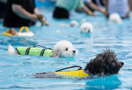 Dogs swim at the Haha Hoho Water Park located in the Olympic Park in Songpa District, eastern Seoul, on Sunday. [NEWS1]