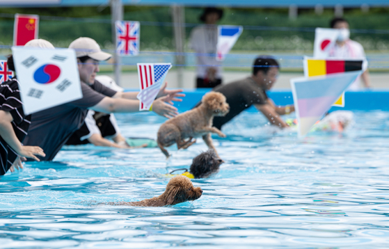 Dogs dive in for a swimming race at the Haha Hoho Water Park located in the Olympic Park in Songpa District, eastern Seoul, on Sunday. [NEWS1]