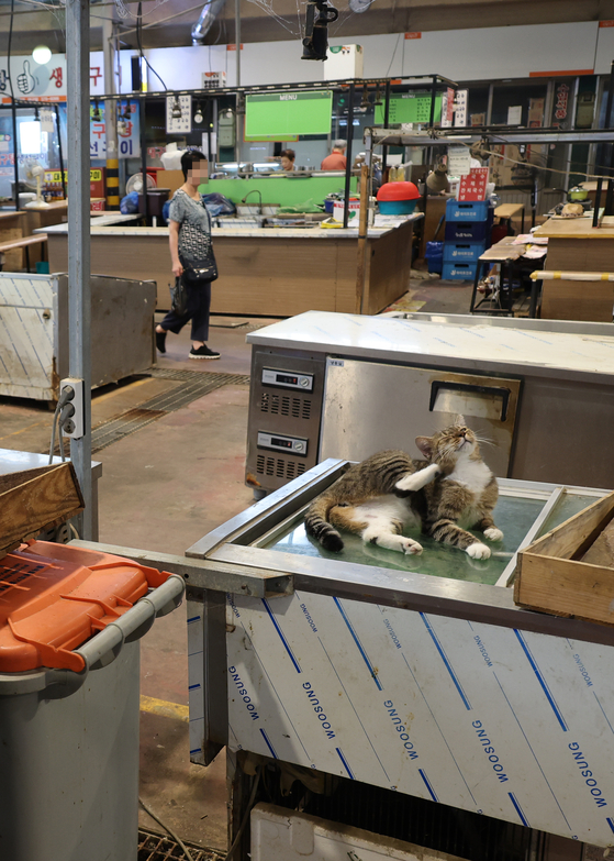 A cat sits on a sink in a recently closed, empty fish shop. [YONHAP]