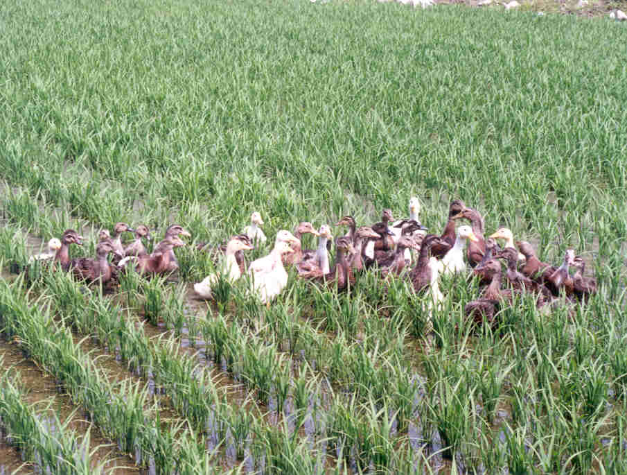 Ducks at organic rice fields at Mundang Eco-Friendly Farm Village in Hongseong County, South Chungcheong[MINISTRY OF CULTURE, SPORTS AND TOURISM]