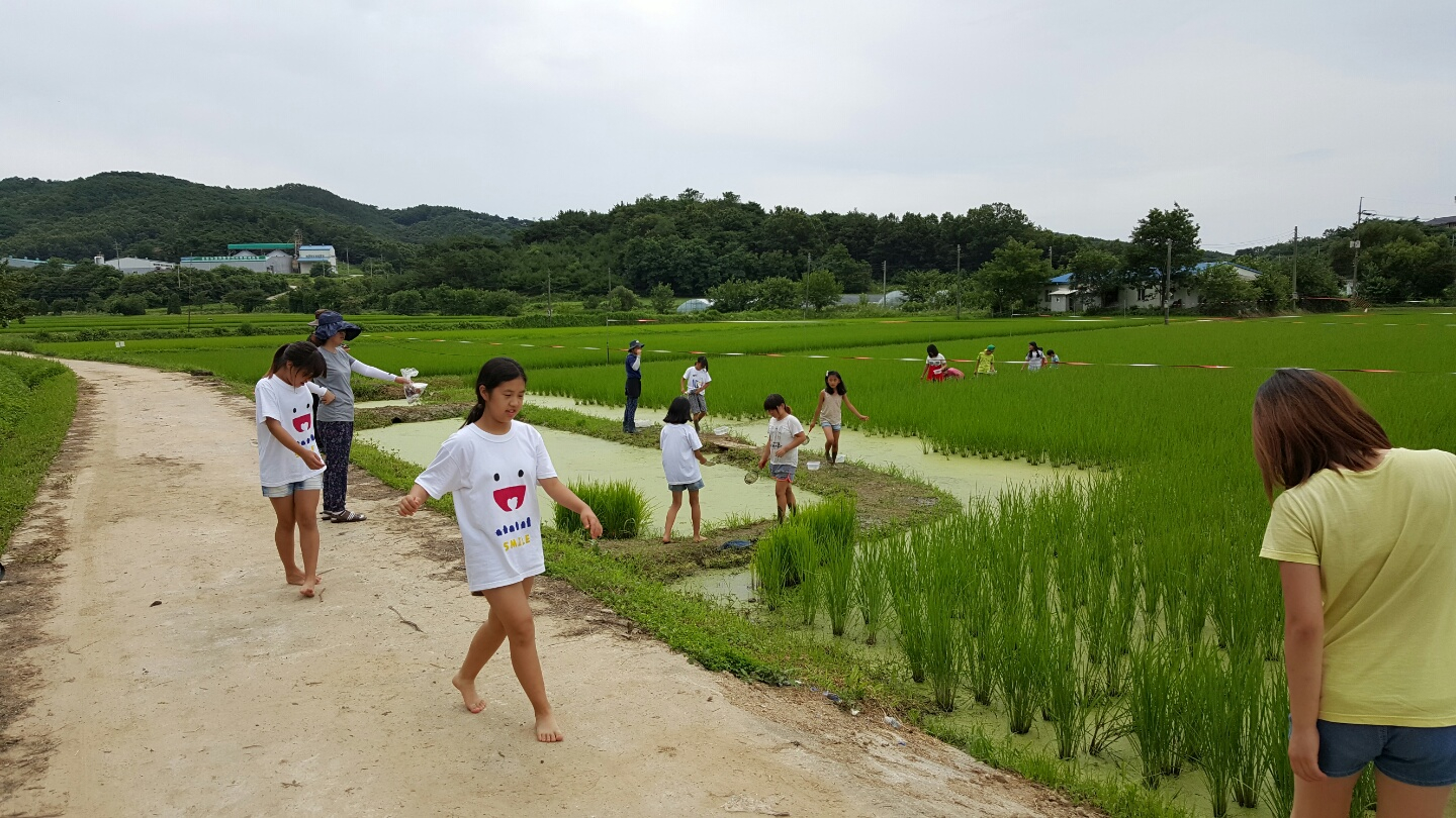 Children on a field trip to Hongseong County's rice fields [JOONGANG ILBO]