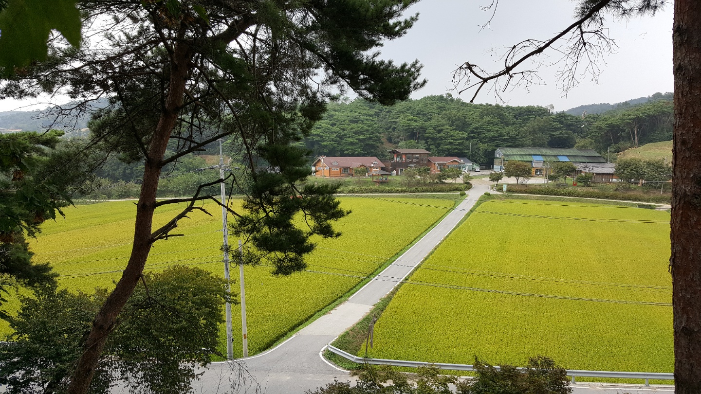 Organic rice fields at Mundang Eco-Friendly Farm Village in Hongseong County, South Chungcheong [JOONGANG ILBO]