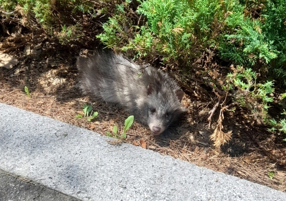 A raccoon dog spotted in Songdo Central Park in July [INCHEON FACILITIES CORPORATION]