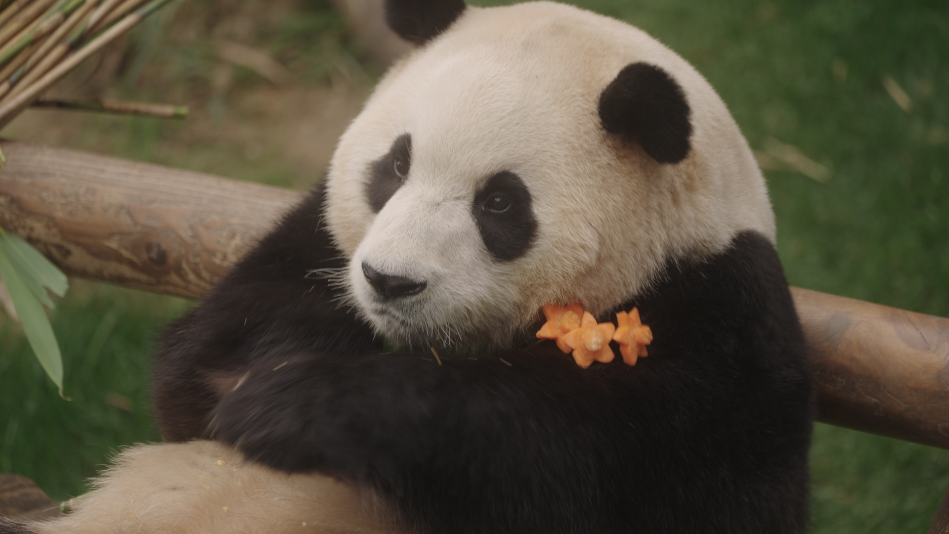 A still from documentary film ″My Dearest Fu Bao″ [ACOMMZ/EVERLAND RESORT]