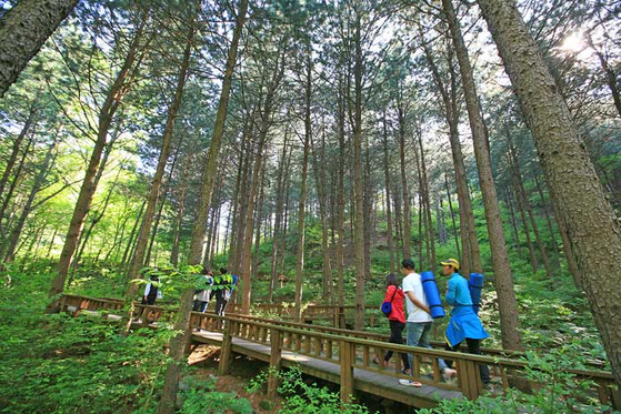 Saneum National Recreational Forest in Yangpyeong County, Gyeonggi, introduces a theme of ″forest healing″ for a healthier body and mind. [KOREA TOURISM ORGANIZATION]