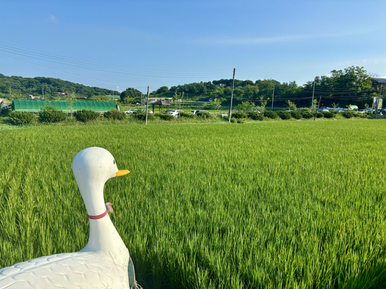 Organic rice fields at Mundang Eco-Friendly Farm Village in Hongseong County, South Chungcheong. [LEE JIAN]