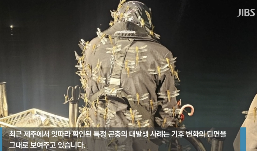 Tropical globe skimmer dragonflies cover a fisher on a vessel near Jeju Island in footage broadcast by JIBS on Tuesday. [SCREEN CAPTURE]