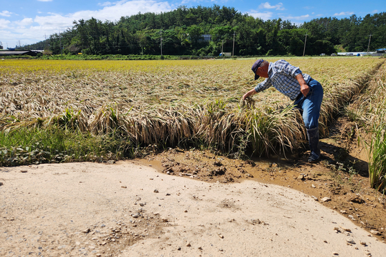 A farmer in Haenam County, South Jeolla, inspects a rice paddy that was flooded due to extreme rainfall over the weekend on Monday. [YONHAP]