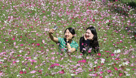 Visitors take selfies in a garden blooming with cosmos in Daejeon on Monday. [NEWS1] 