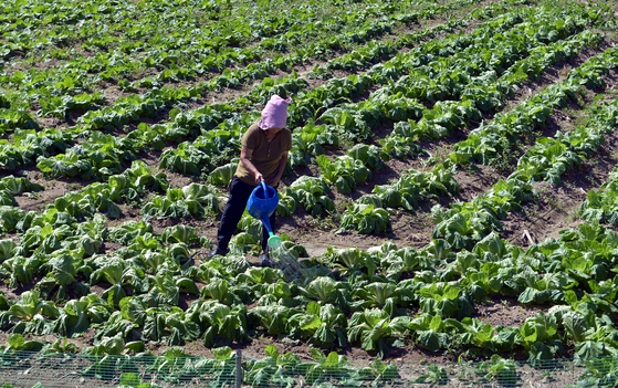 A farmer waters cabbage crops. [JOONGANG ILBO]