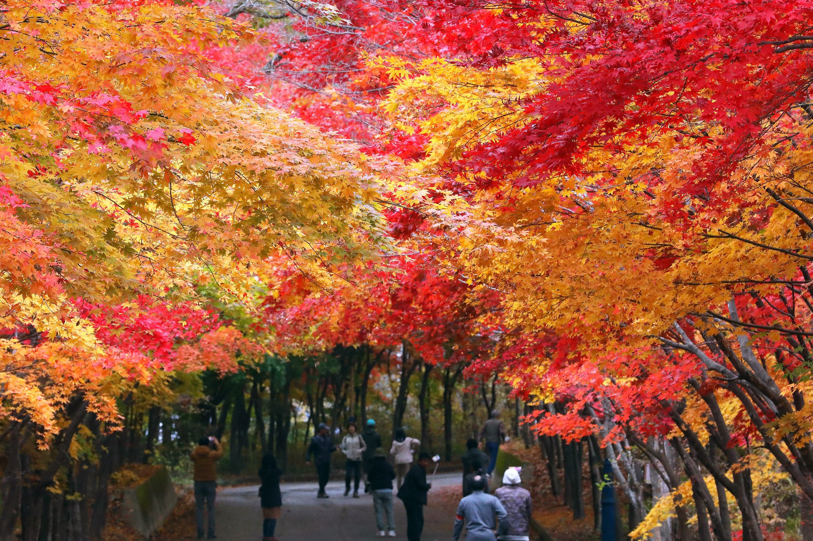 Visitors enjoy autumn foliage in Gangwon in October last year. [YONHAP]