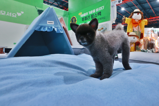 A dog takes a break at Seoul Pet Show 2024 at Seoul Trade Exhibition and Convention in Gangnam District, southern Seoul, on Friday. [YONHAP]