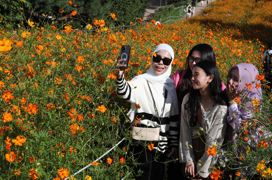 Tourists take photos against a backdrop of blooming yellow cosmos flowers at Olympic Park in Songpa District, southern Seoul, on Sunday as cooler autumn weather arrives. [NEWS1]