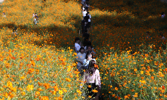  Tourists take photos against a backdrop of blooming yellow cosmos flowers at Olympic Park in Songpa District, southern Seoul, on Sunday as cooler autumn weather arrives. [NEWS1]