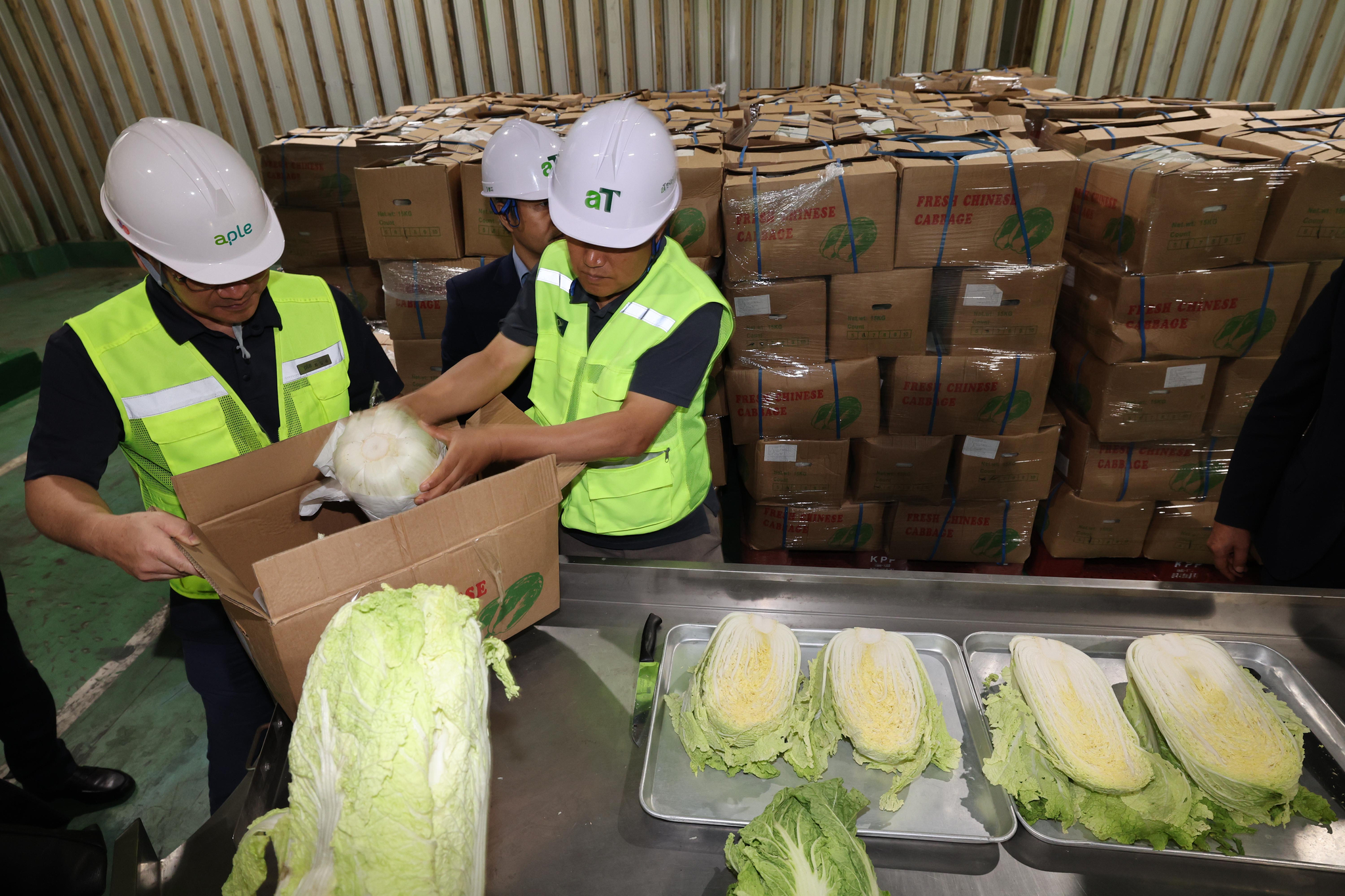 Korea Agro-Fisheries & Food Trade Corporation officials inspect cabbage imported from China at one of the corporation's storage facilities in Icheon, Gyeonggi. [JOINT PRESS CORPS]