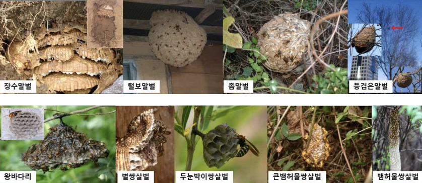 Beehive of different kinds of hornets. Upper row (from left): Vespa mandarinia Smith, Vespa simillima simillima Smith, Vespa analis parallela Andre and Vespa velutina nigrithorax Buysson. Lower row (from left): Polistes (Gyrostoma) rothneyi koreanus Vecht, Polistes (Polistella) snelleni Saussure, Polistes (Polistes) chinensis antennalis Perez, Parapolybia indica and Parapolybia varia [MINISTRY OF ENVIRONMENT] 