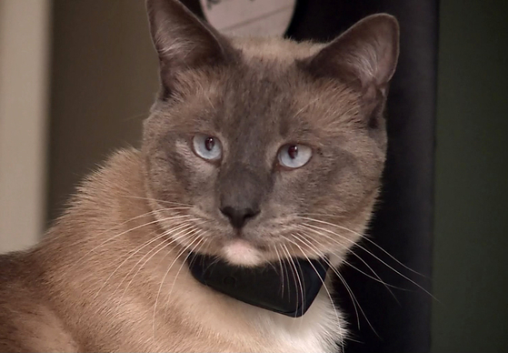 An undated photo provided by Susanne Anguiano shows Rayne Beau, a 2-year old Siamese cat. Missing in Yellowstone, the owners of Rayne Beau have no idea how their cat made it back, but call his return a “miracle” after an 800-Mile journey. (Susanne Anguiano via The New York Times) 22, 2024. 