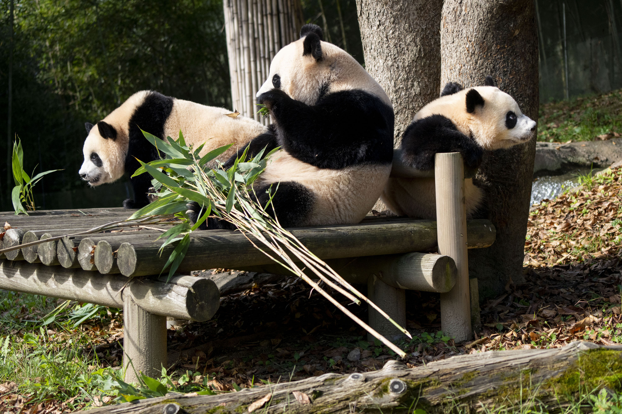 The Everland pandas enjoy a day out in the sun on Thursday. From left: Rui Bao, Ai Bao and Hui Bao [EVERLAND]