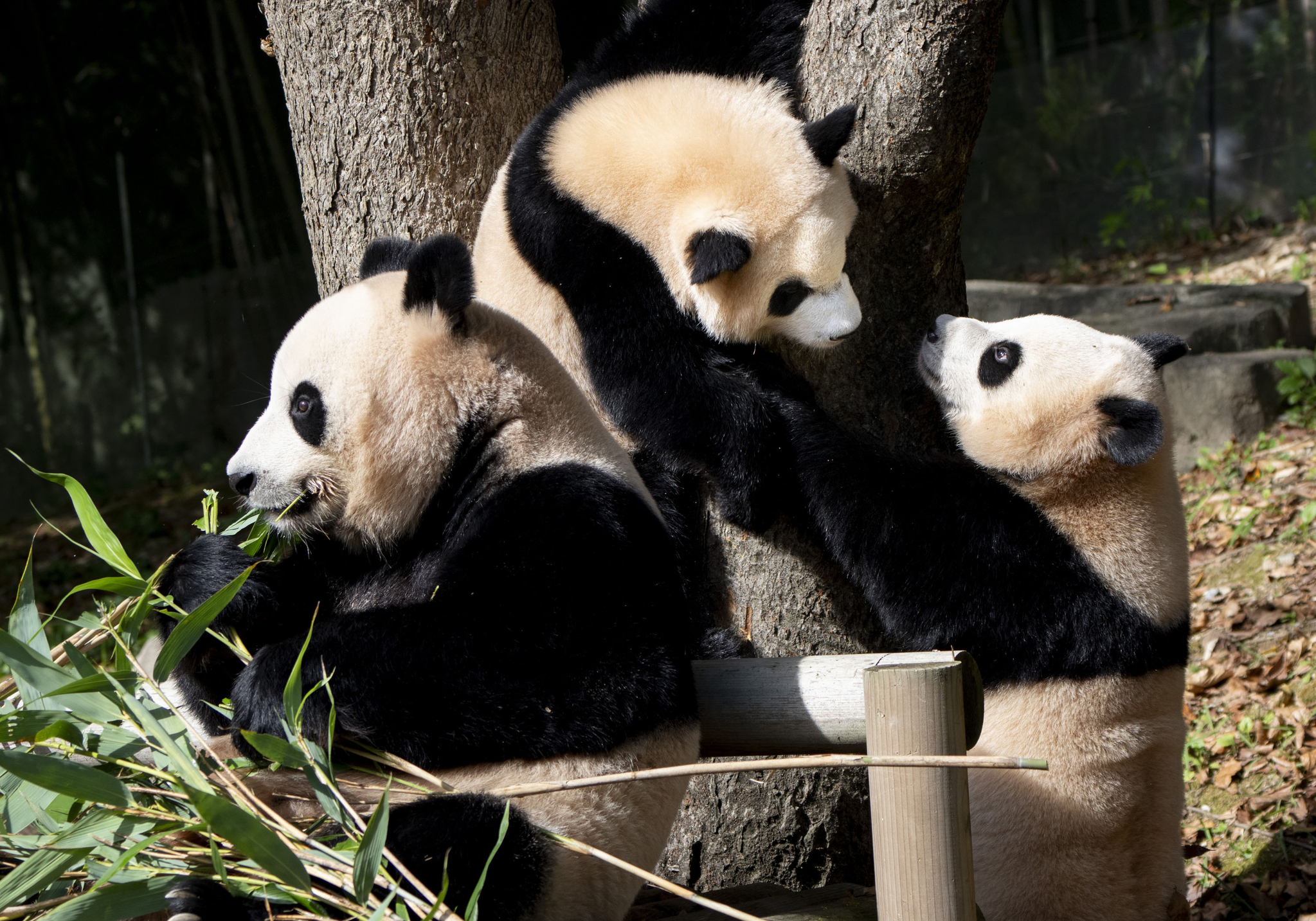 The Everland pandas enjoy a day out in the sun on Thursday. From left: Ai Bao, Rui Bao and Hui Bao [EVERLAND]