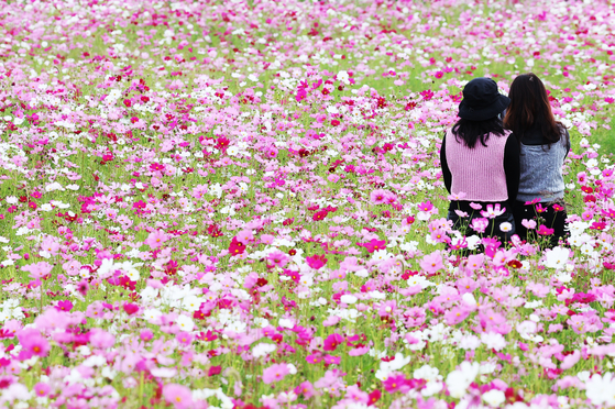 People take photos with cosmos flowers in full bloom in Yeoju, Gyeonggi, on Thursday. [YONHAP]