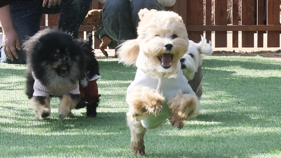 Dogs play at a newly opened dog playground at Dongmyeong University’s Yongdang Campus in Nam District, Busan, on Feb. 15. [SONG BONG-KEUN]