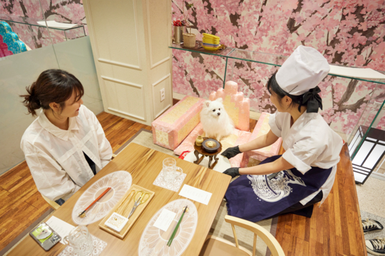 An omakase meal is served at a dog-friendly restaurant in Gwangjin District, eastern Seoul. [PUPPY LOUNGE]