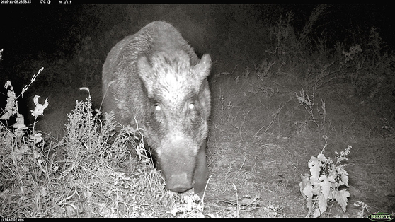 Footage of a wild boar. The picture is unrelated to the story. [NATIONAL INSTITUTE OF BIOLOGICAL RESOURCES]