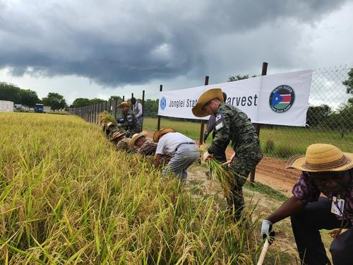 Service members of the Korean military's Hanbit unit take part in harvesting rice at an unspecified location in South Sudan, in this undated photo provided by the Joint Chiefs of Staff. [YONHAP] 