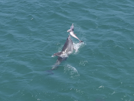 On June 1, off the coast of Seogwipo, Jeju Island, a mother Jeju Indo-Pacific bottlenose dolphin lifts her dead calf to the surface, hoping it would breathe. [JEJU NATIONAL UNIVERSITY DOLPHIN RESEARCH TEAM]