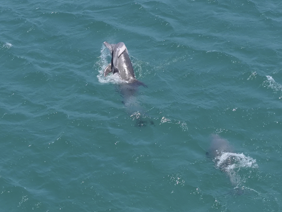 On June 1, off the coast of Seogwipo, Jeju Island, a mother Jeju Indo-Pacific bottlenose dolphin lifts her dead calf to the surface, hoping it would breathe. [JEJU NATIONAL UNIVERSITY DOLPHIN RESEARCH TEAM]