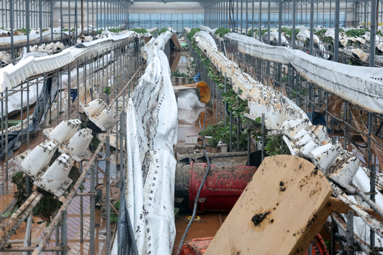 A strawberry farm in Yeongam County, South Jeolla, is seen damaged by heavy downpours on Sept. 22. [YONHAP]