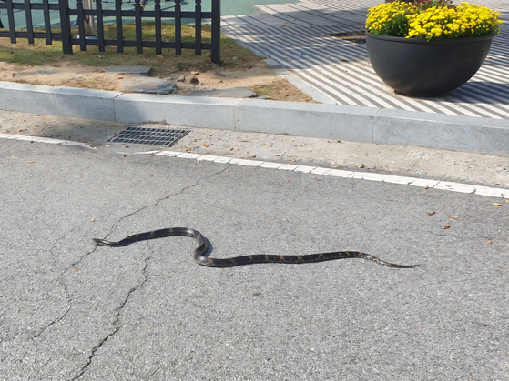 A rat snake slithers across the pavement in Uijeongbu, Gyeonggi on Wednesday. [YONHAP]