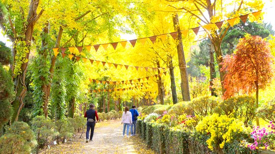 Beartree park in Sejong is holding its autumn leaves festival until Nov. 10. During this time only, visitors can stroll along a vibrant foliage-lined trail. [BEARTREE PARK]