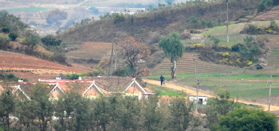 This photo taken from South Korea's border county of Ganghwa on Oct. 29, 2024, shows a North Korean walking in Kaepung county in North Korea. [YONHAP]