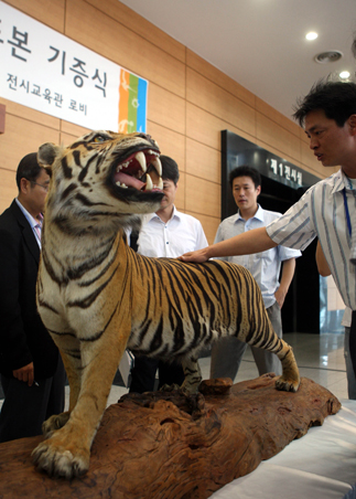 Korean tiger makes a return to peninsula