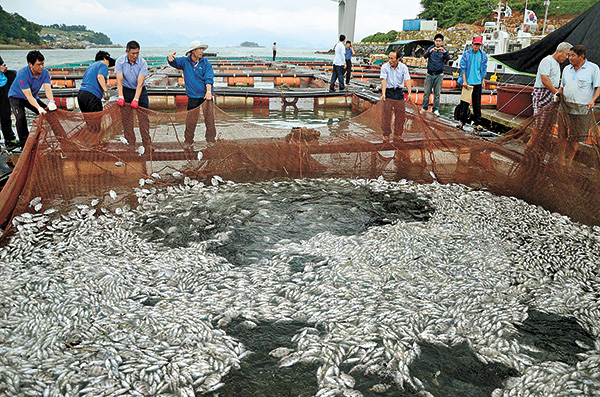 Red tide takes toll on south's fish